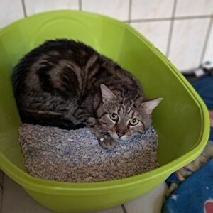 Simba ♂️ adoption en cours