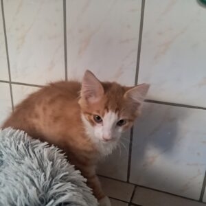 Pif ♂️ adoption en cours