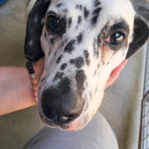 Perdita ♀️ réservée