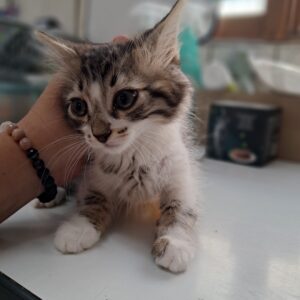Tigrou ♂️ rdv visite prevu