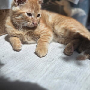 Billal ♂️ adoption en cours