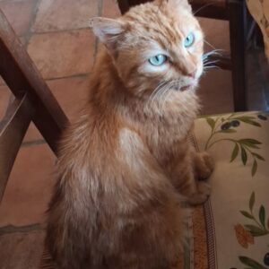 Garfield ♂️