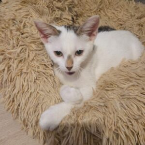 Zelie ♀️ adoption en cours