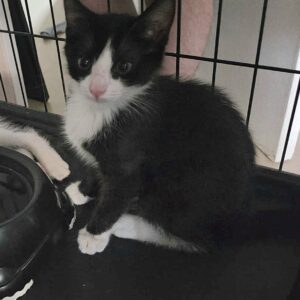 Louise ♀️ adoption en cours