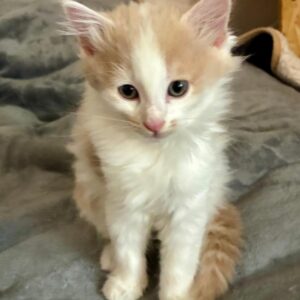 Orion ♂️