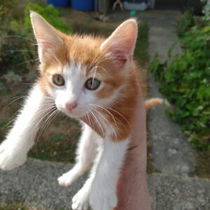 T'chaka ♂️ adoption en cours