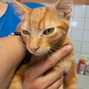 O'neill ♂️ adoption en cours
