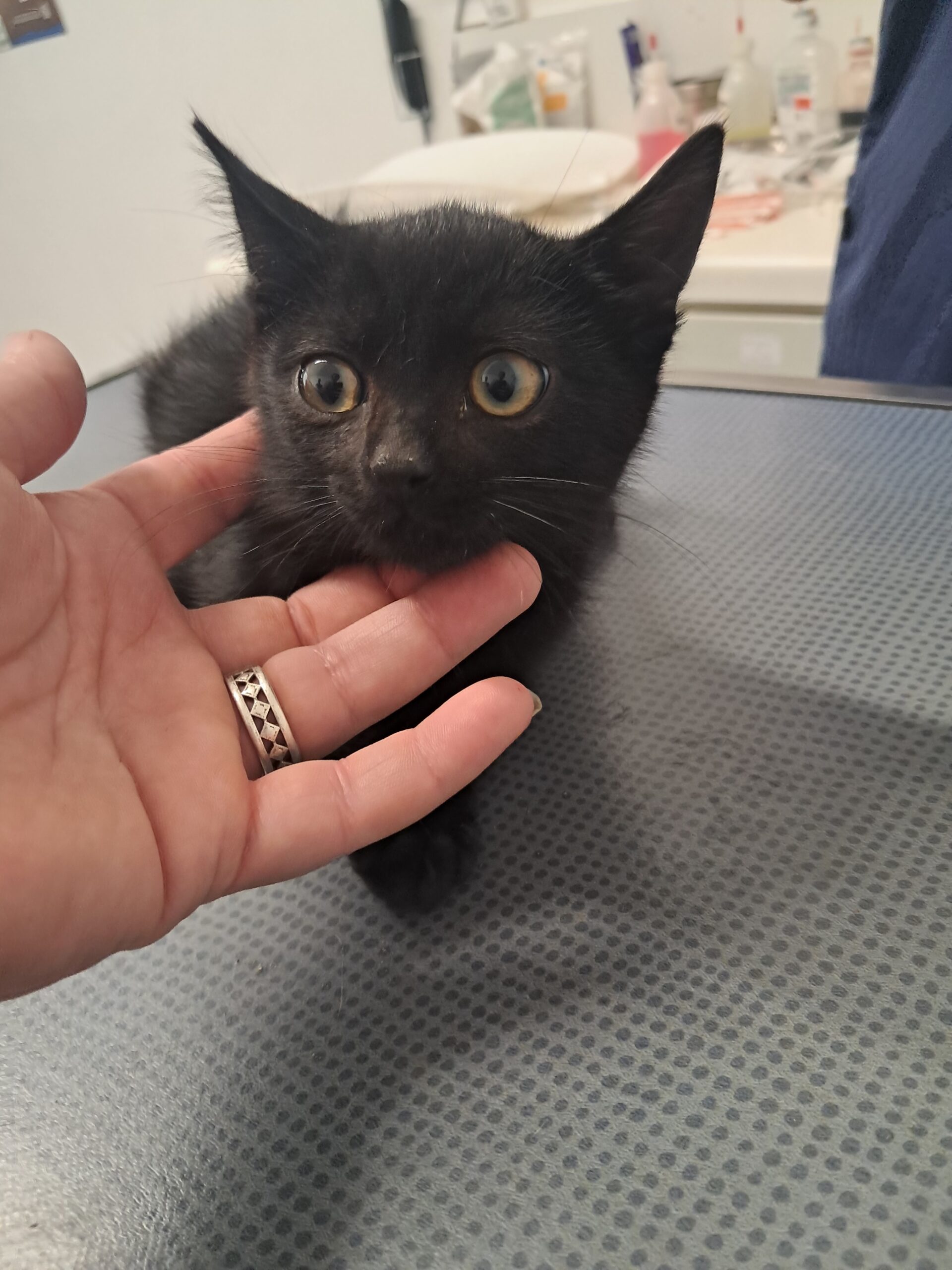 Clochette ♀️ adoption en cours – Image 4