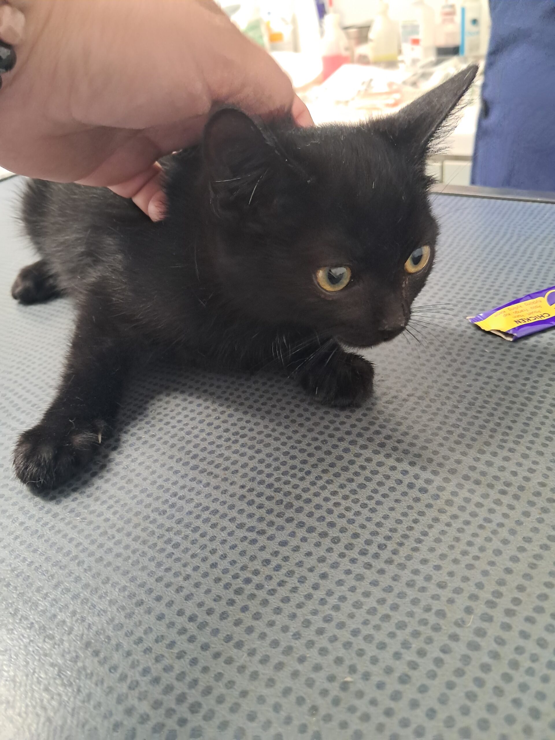 Clochette ♀️ adoption en cours – Image 6
