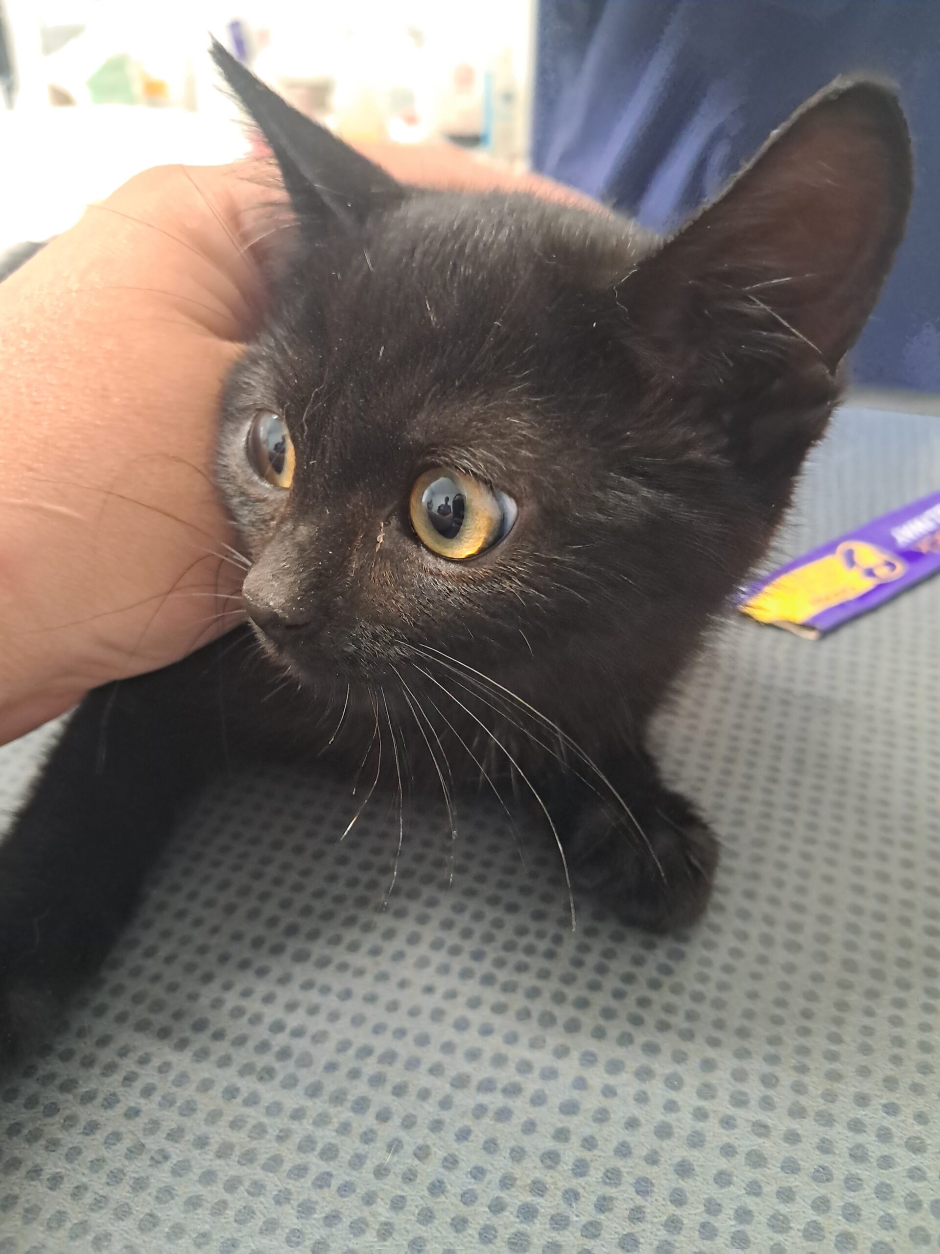 Clochette ♀️ adoption en cours – Image 5