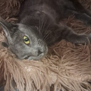Minette ♀️ indisponible en soin