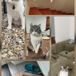 Ramses