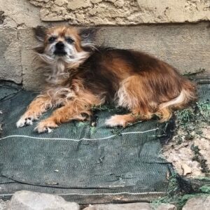 Suzy ♀️ adoption en cours