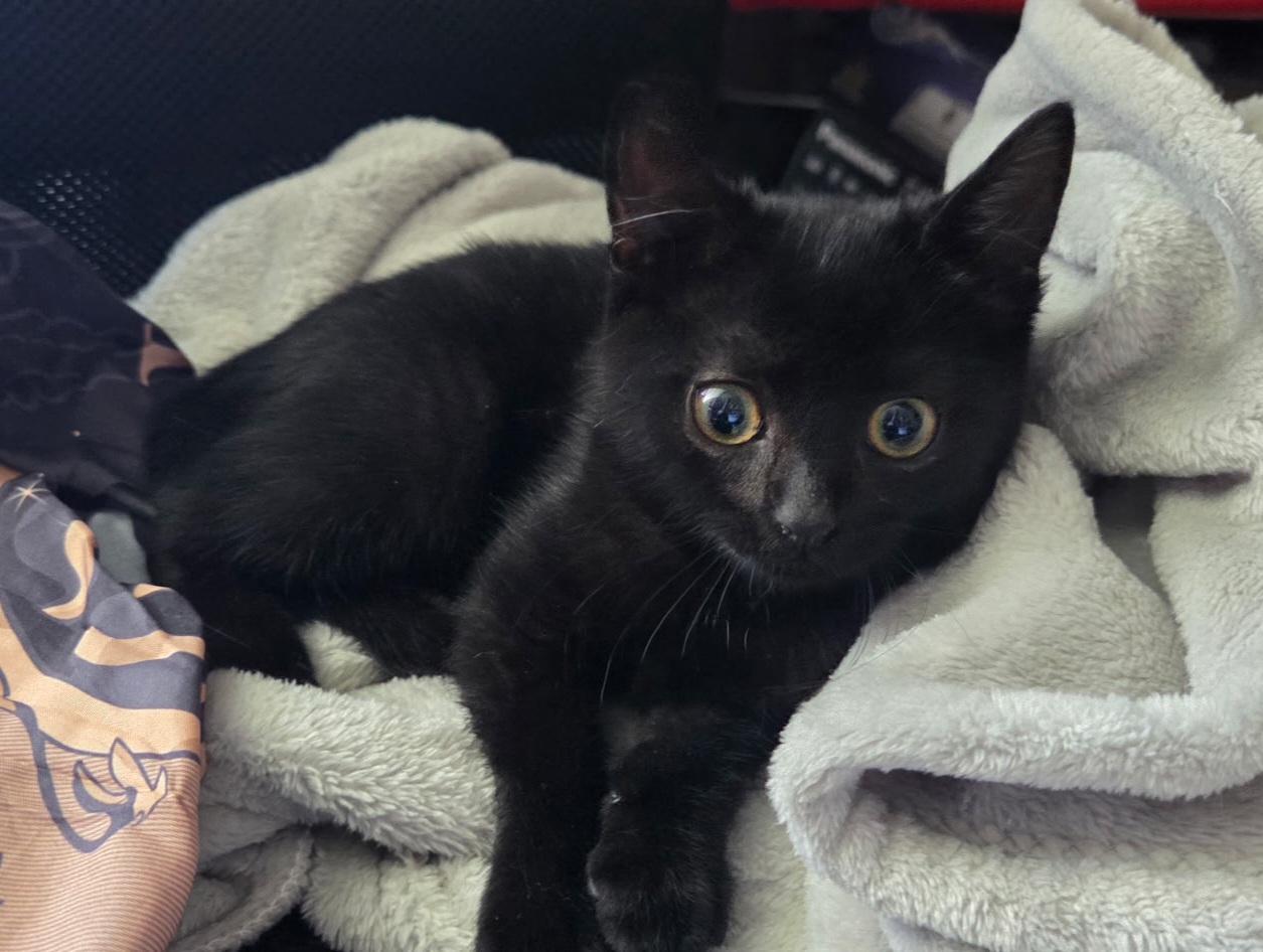 Clochette ♀️ adoption en cours