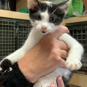 Krilin Chaton Mâle ♂️