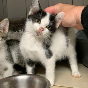 Picollo Chaton Mâle ♂️