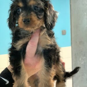 Babette Chiot Femelle♀️Adoptée