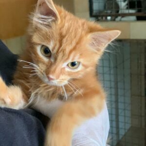 Teal'c Chaton Mâle ♂️Adopté