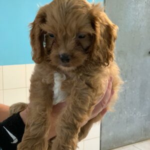 Bonnie Chiot Femelle♀️Adoptée