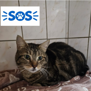 Ghost Chat Mâle ♂️SOS