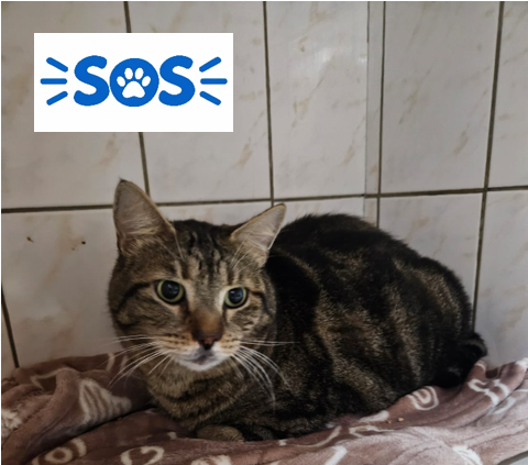 Ghost Chat Mâle ♂️SOS